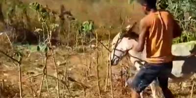 Extended Video Of Donkey Attack In Brazil