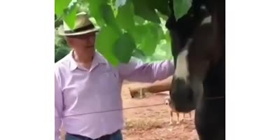 Bitten By Horse