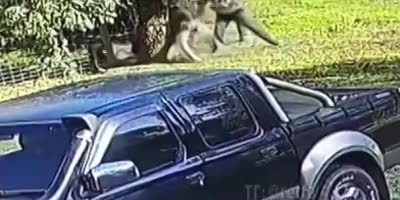 Aussie Man Fights With Kangaroo