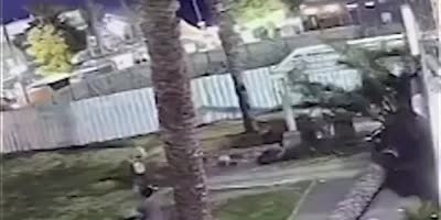 Unlucky Woman Crushed By Falling Palm Tree(R)