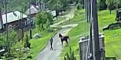 Man Hospitalized After Horse Attack In Russia