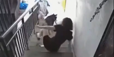 Woman Dragged By Her Dog Down The Stairs