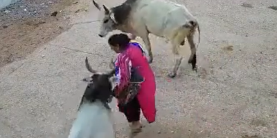 Woman Attacked By Stry Bull In India
