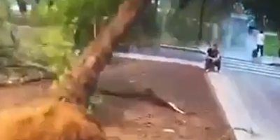 Moscow Man Eliminated By Tree