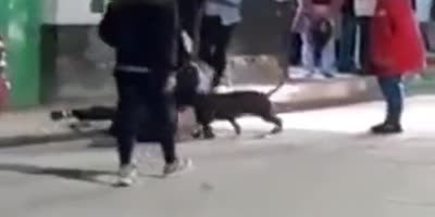 Dog Saves Owner, Attacks Knife Wielding Thief In Ecuador