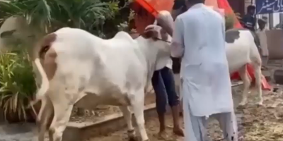 Calf shows butcher who is boss.