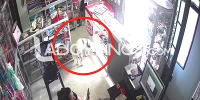 Doggo Ruins Store Robbery In Colombia