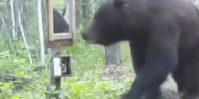 Bear Is Surprised When He Looked In The Mirror.