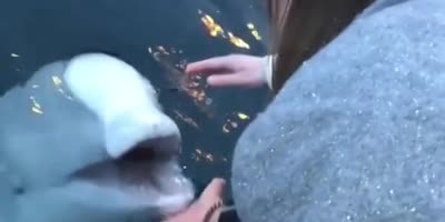Girl Freaks Out In Joy After A Beluga Brings Her Back The Phone She Dropped In The Sea.