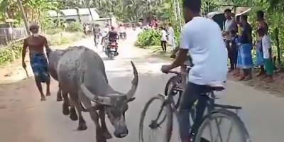 Bull Interrupts Independence Day Rally In India