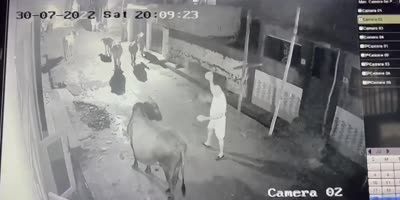Cow Throws OG Into The Sewer
