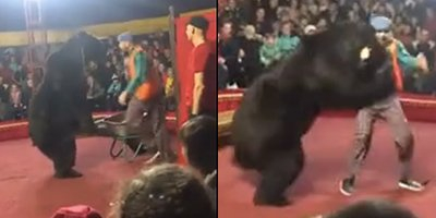 Couldn't Bear It Anymore, Bear Attack