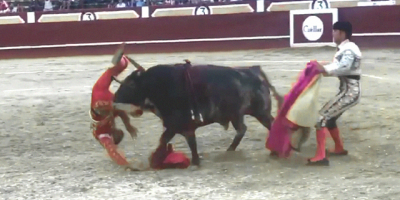 Inexperienced Bull Fighter Takes One in the Stomach