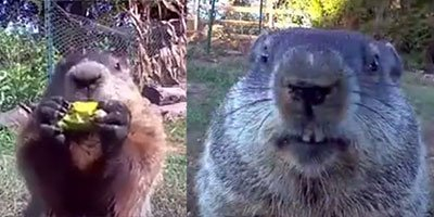 Groundhog Eats In Front Of Camera