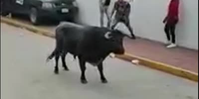 Bullfest In  Mexico Is Amazing
