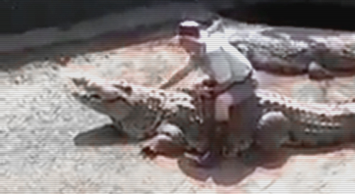South African Zookeeper Mauled by 16-foot Crocodile