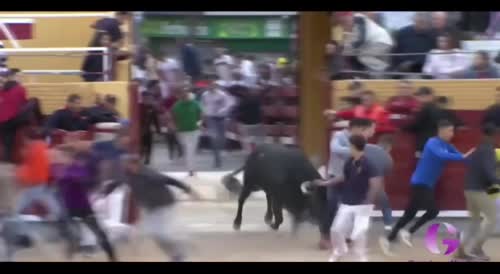 Racing With Bulls In Spain