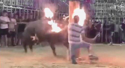 Yeah Let's Light the Bull on Fire, GREAT IDEA