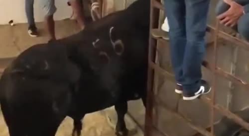Bull attack