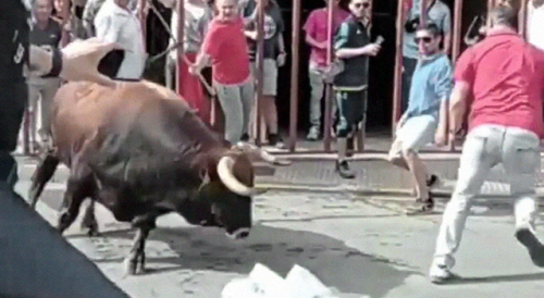 When Will People Stop Fucking with Bulls?