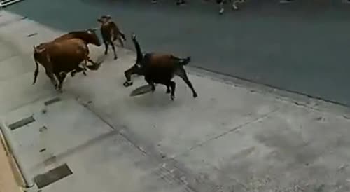 Dude Was Attacked By Multiple Bulls And Got Away.