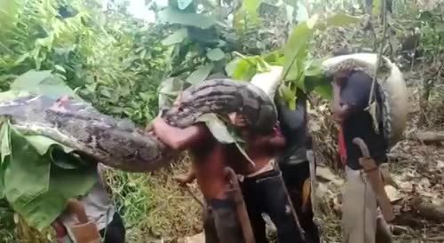 Giant python captured by local villagers