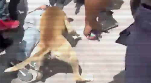 Dog Bites Home Invader In Puebla, Mexico