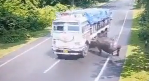 Rhino VS Truck In  india
