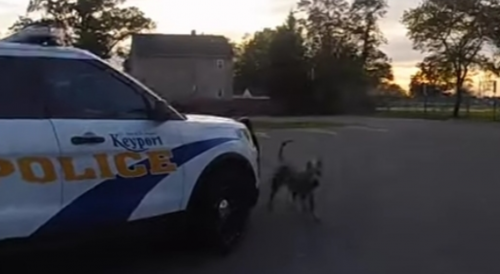 NJ Cop Shoots Aggressive Dog