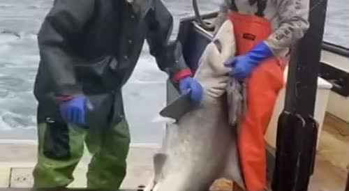 The shark lost the "Battle" with the fishermen