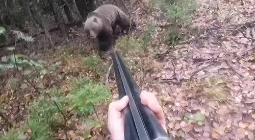 Hunter vs Bear