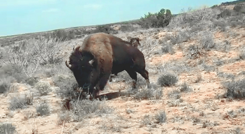 Bison Attacks Hiker at Texas National Park