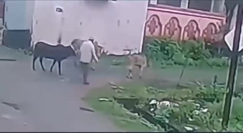 Man Dies Following Cow Attack In India