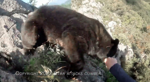 Shocking Bear Attack Caught on Climber's GoPro