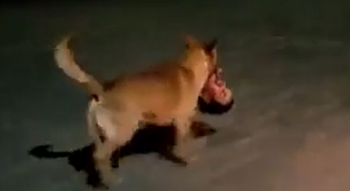 Only in Mexico: Dog Runs Away With a Human Head