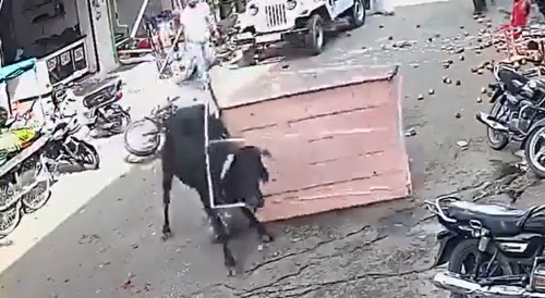 Bull Attacks Street Vendors In India