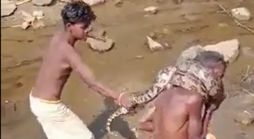Huge Snake Gets Ahold of Drunk Fisherman in India
