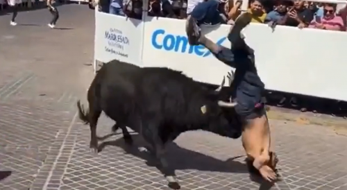 Bull Goes for High Score During Mexican Festival