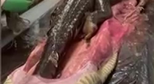 A whole 5ft alligator is pulled out of a 18ft python in Florida