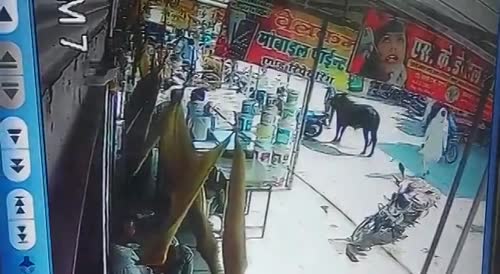 Yet Another Bull Attack In India
