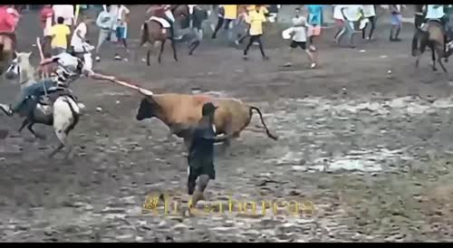 Bull Attacks On Humans In Colombia Compilation.