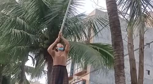 Stupid woman got hit by a coconut