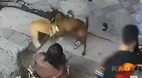 Sudden Dog Fight Breaks Out In China