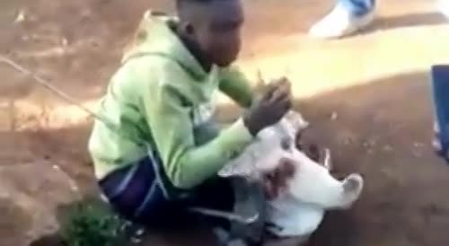 Chicken Thief Forced to Eat His Trophy