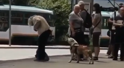 Dog Owner Fucking LEVELS Guy Taunting His Pitbull