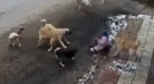 Woman Attacked By Gang Of Doggos In Turkey