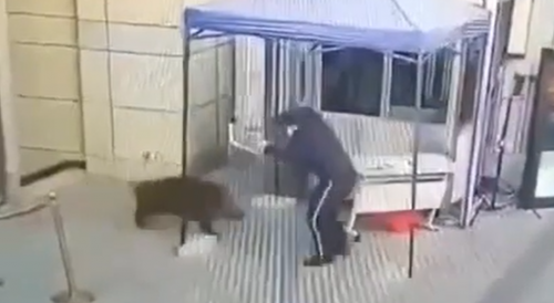 Security Guard Attacked by Angry Boar in China