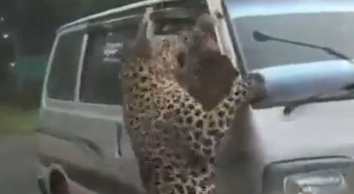 Leopard Leaps Over Fence, Attacks A Van In India