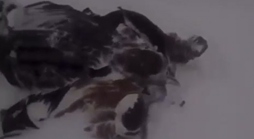 Two Frozen To Death In Buffalo, NY