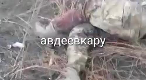 The corpses of the destroyed Ukrainian military